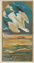 Seagull, from the Birds of America series (N4) for Allen & Ginter Cigarettes Brands, 1888. Creator: Allen & Ginter.