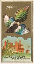 Magpie, from the Birds of America series (N4) for Allen & Ginter Cigarettes Brands, 1888. Creator: Allen & Ginter.