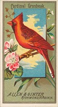Cardinal Grosbeak, from the Birds of America series (N4) for Allen & Ginter Cigarettes Bra..., 1888. Creator: Allen & Ginter.