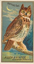 Horned Owl, from the Birds of America series
