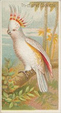 Tri-colored Cockatoo, from the Birds of the Tropics series (N5) for Allen & Ginter Cigaret..., 1889. Creator: Allen & Ginter.