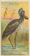 Shoe-Bill, from the Birds of the Tropics series (N5) for Allen & Ginter Cigarettes Brands, 1889. Creator: Allen & Ginter.