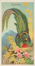 Quetzal, from the Birds of the Tropics series (N5) for Allen & Ginter Cigarettes Brands, 1889. Creator: Allen & Ginter.