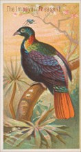 The Impeyan Pheasant, from the Birds of the Tropics series (N5) for Allen & Ginter Cigaret..., 1889. Creator: Allen & Ginter.