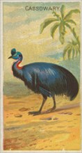 Cassowary, from the Birds of the Tropics series