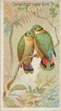 Swindern's Love-Bird, from the Birds of the Tropics series (N5) for Allen & Ginter Cigaret..., 1889. Creator: Allen & Ginter.