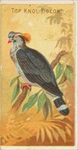 Top Knot Pigeon, from the Birds of the Tropics series (N5) for Allen & Ginter Cigarettes B..., 1889. Creator: Allen & Ginter.