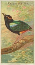 Rainbow Pitta, from the Birds of the Tropics series (N5) for Allen & Ginter Cigarettes Bra..., 1889. Creator: Allen & Ginter.