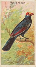 Violaceous, from the Birds of the Tropics series (N5) for Allen & Ginter Cigarettes Brands, 1889. Creator: Allen & Ginter.