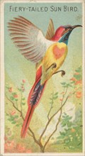 Fiery-Tailed Sun Bird, from the Birds of the Tropics series (N5) for Allen & Ginter Cigare..., 1889. Creator: Allen & Ginter.