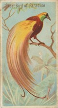Great Bird of Paradise, from the Birds of the Tropics series