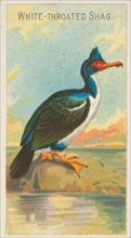 White-Throated Shag, from the Birds of the Tropics series