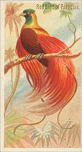Red Bird of Paradise, from the Birds of the Tropics series