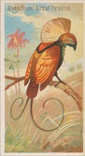 Magnificent Bird of Paradise, from the Birds of the Tropics series