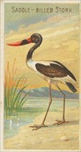 Saddle-Billed Stork, from the Birds of the Tropics series (N5) for Allen & Ginter Cigarett..., 1889. Creator: Allen & Ginter.