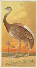 Rhea, from the Birds of the Tropics series (N5) for Allen & Ginter Cigarettes Brands, 1889. Creator: Allen & Ginter.
