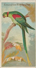 Alexandrine Ring Parakeet, from the Birds of the Tropics series