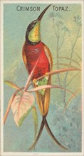 Crimson Topaz, from the Birds of the Tropics series