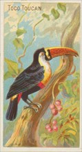 Toco Toucan, from the Birds of the Tropics series