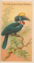 Yellow-Casque Black Hornbill, from the Birds of the Tropics series (N5) for Allen & Ginter..., 1889. Creator: Allen & Ginter.