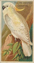 Yellow-Crested Cockatoo, from the Birds of the Tropics series (N5) for Allen & Ginter Ciga..., 1889. Creator: Allen & Ginter.