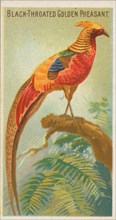 Black-Throated Golden Pheasant, from the Birds of the Tropics series