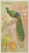 Java Peacock, from the Birds of the Tropics series (N5) for Allen & Ginter Cigarettes Brands, 1889. Creator: Allen & Ginter.
