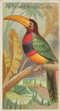 The Banded Aracari Toucan, from the Birds of the Tropics series