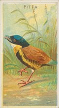 Pitta, from the Birds of the Tropics series (N5) for Allen & Ginter Cigarettes Brands, 1889. Creator: Allen & Ginter.