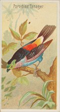 Paradise Tanager, from the Birds of the Tropics series (N5) for Allen & Ginter Cigarettes ..., 1889. Creator: Allen & Ginter.