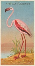 African Flamingo, from the Birds of the Tropics series