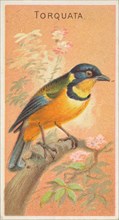 Torquata, from the Birds of the Tropics series (N5) for Allen & Ginter Cigarettes Brands, 1889. Creator: Allen & Ginter.