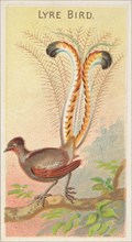 Lyre Bird, from the Birds of the Tropics series