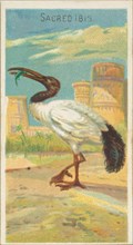 Sacred Ibis, from the Birds of the Tropics series (N5) for Allen & Ginter Cigarettes Brands, 1889. Creator: Allen & Ginter.