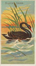 Black Swan, from the Birds of the Tropics series (N5) for Allen & Ginter Cigarettes Brands, 1889. Creator: Allen & Ginter.