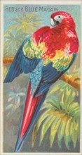 Red and Blue Macaw, from the Birds of the Tropics series