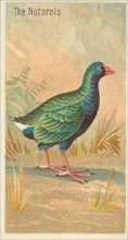 The Notornis, from the Birds of the Tropics series (N5) for Allen & Ginter Cigarettes Brands, 1889. Creator: Allen & Ginter.