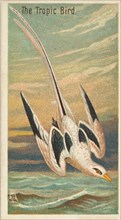 The Tropic Bird, from the Birds of the Tropics series (N5) for Allen & Ginter Cigarettes B..., 1889. Creator: Allen & Ginter.