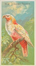 New Zealand Parrot, from the Birds of the Tropics series (N5) for Allen & Ginter Cigarette..., 1889. Creator: Allen & Ginter.