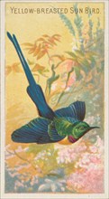 Yellow-Breasted Sun Bird, from the Birds of the Tropics series (N5) for Allen & Ginter Cig..., 1889. Creator: Allen & Ginter.