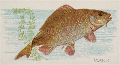 Carp, from the Fish from American Waters series (N8) for Allen & Ginter Cigarettes Brands, 1889. Creator: Allen & Ginter.