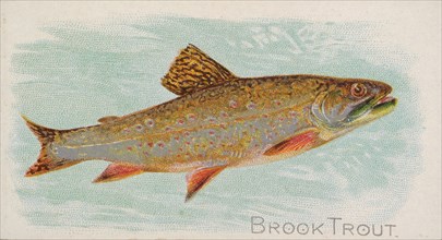 Brook Trout, from the Fish from American Waters series