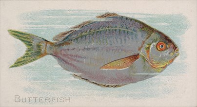 Butterfish, from the Fish from American Waters series