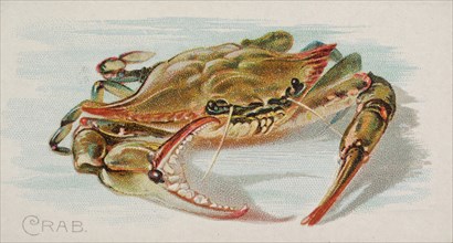 Crab, from the Fish from American Waters series