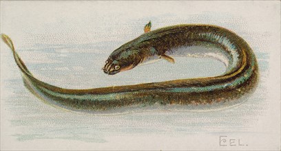 Eel, from the Fish from American Waters series