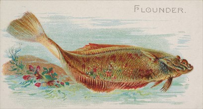 Flounder, from the Fish from American Waters series (N8) for Allen & Ginter Cigarettes Bra..., 1889. Creator: Allen & Ginter.