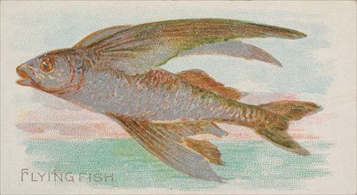 Flying Fish, from the Fish from American Waters series (N8) for Allen & Ginter Cigarettes ..., 1889. Creator: Allen & Ginter.