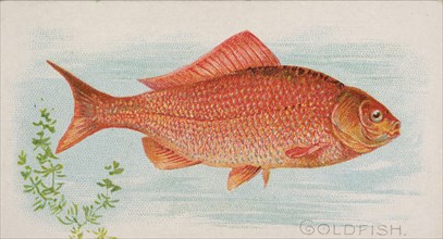 Goldfish, from the Fish from American Waters series