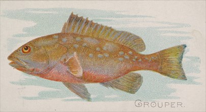 Grouper, from the Fish from American Waters series