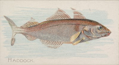 Haddock, from the Fish from American Waters series